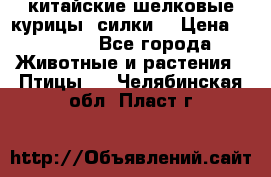 китайские шелковые курицы (силки) › Цена ­ 2 500 - Все города Животные и растения » Птицы   . Челябинская обл.,Пласт г.